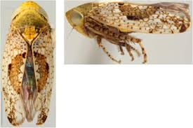 Attēlu rezultāti vaicājumam “Capsodes gothicus imago”