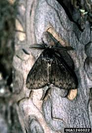 Attēlu rezultāti vaicājumam “Lymantria monacha pupa”