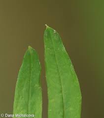 Attēlu rezultāti vaicājumam “Galium schultesii fruit”