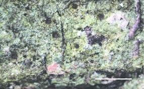 Attēlu rezultāti vaicājumam “Thelopsis rubella”