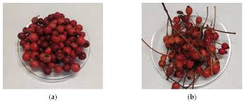 Attēlu rezultāti vaicājumam “Crataegus monogyna fruit”