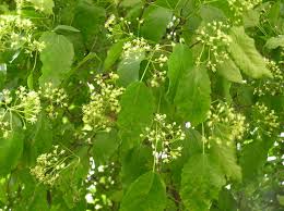 Attēlu rezultāti vaicājumam “Acer tataricum subsp. ginnala bud”