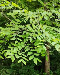 Attēlu rezultāti vaicājumam “Gymnocladus dioicus leaf”