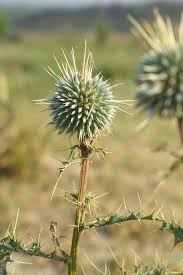 Attēlu rezultāti vaicājumam “Echinops sphaerocephalus”