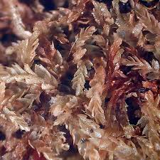 Attēlu rezultāti vaicājumam “Harpanthus scutatus”