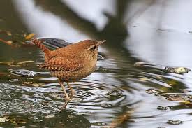Attēlu rezultāti vaicājumam “Troglodytes troglodytes”