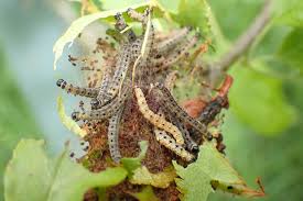 Attēlu rezultāti vaicājumam “Yponomeuta malinellus / cagnagella imago”