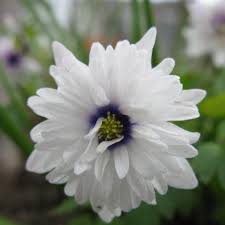 Attēlu rezultāti vaicājumam “Anemone x lipsiensis flower”