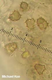 Attēlu rezultāti vaicājumam “Thelephora terrestris”