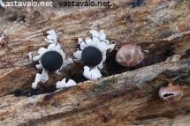 Attēlu rezultāti vaicājumam “Diderma radiatum”