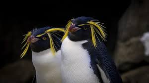 Image result for penguin