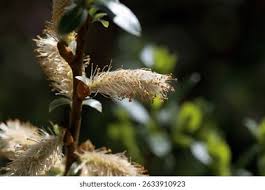 Attēlu rezultāti vaicājumam “Salix triandra male flower”