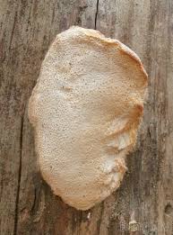 Attēlu rezultāti vaicājumam “Diplomitoporus flavescens”