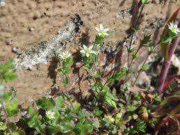 Attēlu rezultāti vaicājumam “Arenaria serpyllifolia flower”
