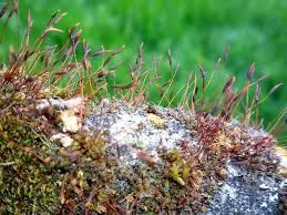 Attēlu rezultāti vaicājumam “Barbula unguiculata macro”