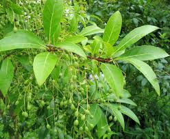 Attēlu rezultāti vaicājumam “Chionanthus virginicus leaf”