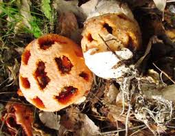 Attēlu rezultāti vaicājumam “Clathrus ruber”