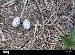Attēlu rezultāti vaicājumam “Caprimulgus europaeus egg”
