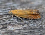 Attēlu rezultāti vaicājumam “Lathronympha strigana”