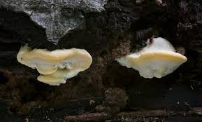 Attēlu rezultāti vaicājumam “Antrodiella serpula”