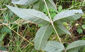 Attēlu rezultāti vaicājumam “Lysimachia vulgaris leaf”