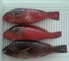 Image result for Sparisoma cretense