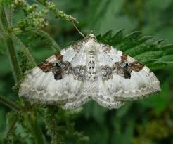 Attēlu rezultāti vaicājumam “Xanthorhoe montanata”