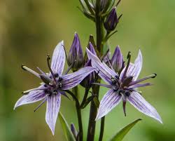 Attēlu rezultāti vaicājumam “Swertia perennis flower”
