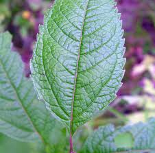 Attēlu rezultāti vaicājumam “Cnidium dubium leaf”