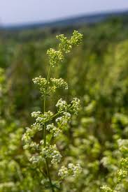 Attēlu rezultāti vaicājumam “Galium album bud”