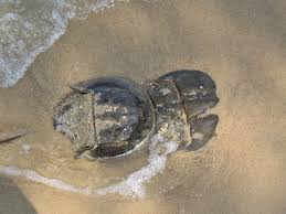 Image result for Limulus polyphemus