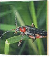 Attēlu rezultāti vaicājumam “Cantharis rustica”