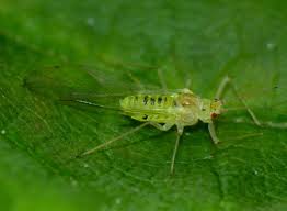 Attēlu rezultāti vaicājumam “Drepanosiphum platanoidis”