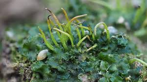 Attēlu rezultāti vaicājumam “Phaeoceros laevis subsp. carolinianus”