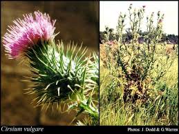 Attēlu rezultāti vaicājumam “Cirsium vulgare flower”