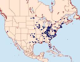 Attēlu rezultāti vaicājumam “Eulithis sp.”