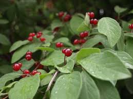 Attēlu rezultāti vaicājumam “Lonicera xylosteum fruit”