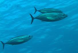 Image result for Katsuwonus pelamis