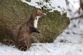 Attēlu rezultāti vaicājumam “Martes foina”