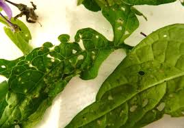 Attēlu rezultāti vaicājumam “Phyllotreta sp.”