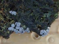 Attēlu rezultāti vaicājumam “Diderma globosum”