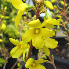 Attēlu rezultāti vaicājumam “Forsythia viridissima flower”