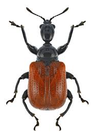 Attēlu rezultāti vaicājumam “Apoderus coryli”