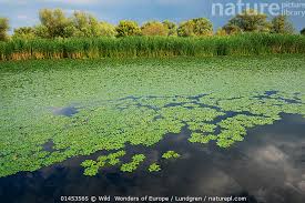 Attēlu rezultāti vaicājumam “Trapa natans”
