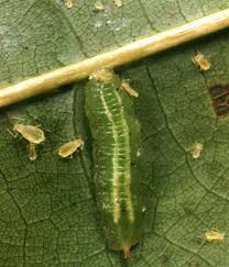 Attēlu rezultāti vaicājumam “Syrphus sp. larva”