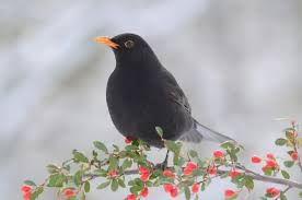 Attēlu rezultāti vaicājumam “Turdus merula male”