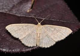 Attēlu rezultāti vaicājumam “Cabera exanthemata male”