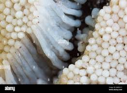 Attēlu rezultāti vaicājumam “Stemonitis axifera stalked”