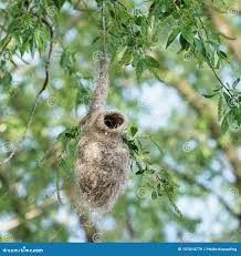 Attēlu rezultāti vaicājumam “Remiz pendulinus nest”