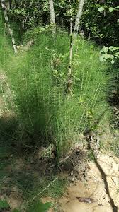 Attēlu rezultāti vaicājumam “Equisetum telmateia”